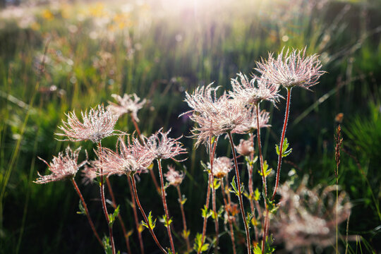 Scenic Idyllic view Alpine avens wild flowers shimmer backlit sunlight morning sunrise light with dew coating delicate filaments. Landscape hillside background wild floral beauty mountains charm