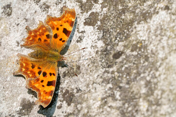 Comma butterfly on a stone