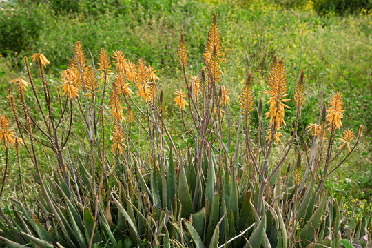 Planta de aloe vera en flor en primavera