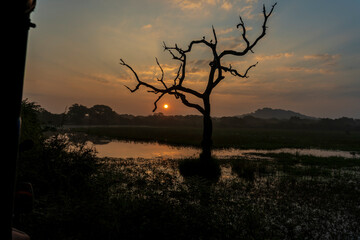 Beau Paysage à la foret de Parc national de Yala au Srilanka