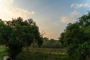 Beau Paysage à la foret de Parc national de Yala au Srilanka