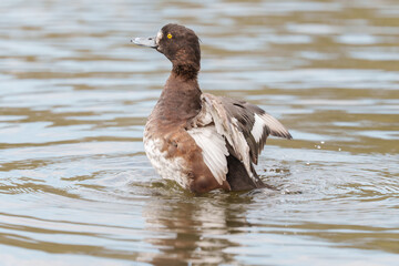 Female tufted duck stretching 