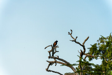 Oiseau sur l'arbre à la Foret de Yala - parc national au Srilanka
