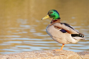Male mallard duck