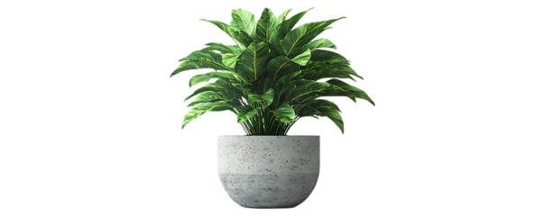Plant in gray concrete pot over white background, hipster home decor