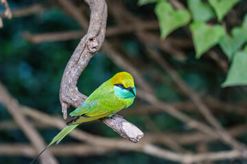 le guepier d'orient dant la foret Yala national parc au Srilanka