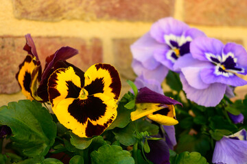 Photo of a bunch of yellow and lilac flowers: garden violets. On a terrace in the cities. Antwerp - belgium