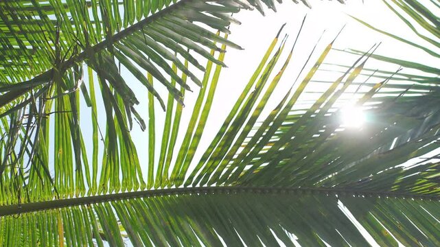 Palm trees in Tayrona, Colombia
