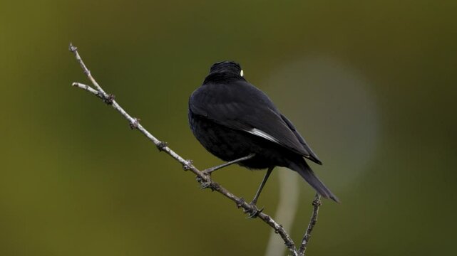 Beautiful Spectacled tyrant male bird posing over bush branch