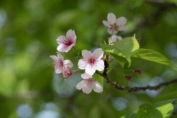 新緑と桜
