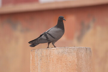 A close-up shot of a pigeon perched on top of a house