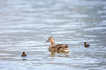 Duck mummy and her babys in the water