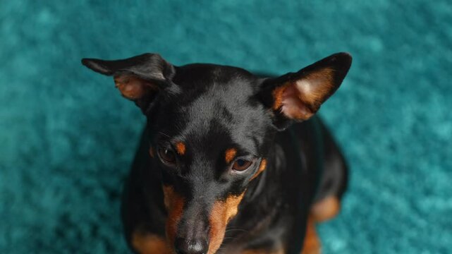 Portrait of cute miniature pinscher dog sitting on the carpet, indoor.  Dog looking at the camera close up. Selective focus 