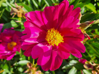 A stunning, vibrant pink peony flower with a brilliant yellow center in bright sunlight.