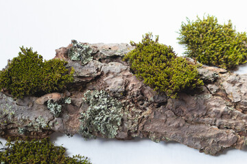 A natural podium made of wood with green moss for organic products on a white background. Space for copying.