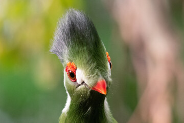 Striking close-up of a vibrant, colorful bird with intense gaze and detailed features