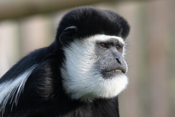 Obraz premium Intimate portrait of a colobus monkey showcasing its unique black and white fur and facial features.