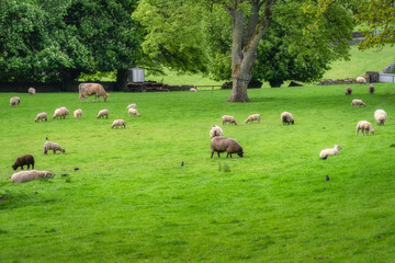 A beautiful and picturesque landscape showcasing a flock of fluffy sheep grazing peacefully in a...