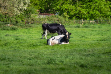In a peaceful and tranquil green field, two cows are seen one is peacefully resting while the other grazes contentedly, illustrating a calm and serene rural life, Tipperary, Ireland