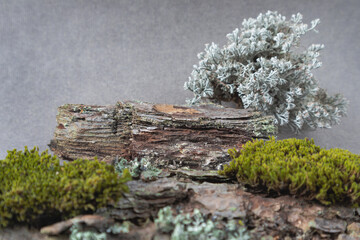 A natural podium made of wood and bark with green moss for organic products on a gray background.