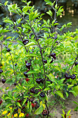 Chili pepper plant thriving in garden with ripe fruits under natural sunlight