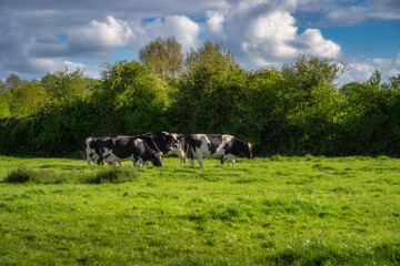 Cows can be seen peacefully grazing in a lush green, expansive field that is surrounded by vibrant trees and a beautiful sky, symbolizing rural tranquility and harmony, Tipperary, Ireland