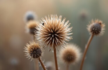 Close-up shot of dried Echinops flower. Thorny thistle plant, known as globe thistle, autumn dried blossom in the wild. Nature background, macro style, autumn botanical background.
