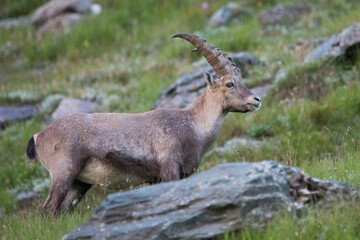 capricorn in the alps
