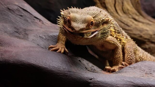 Bearded Dragon eats a cockroach
