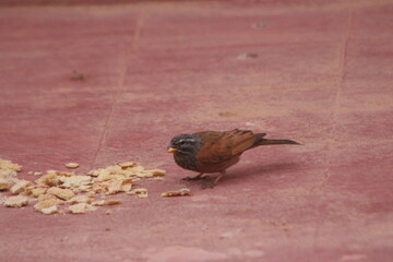 A house bunting bird eating on the floor