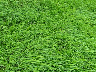 Wet green grass background, grass after rain