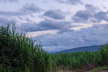 Lush Green Sugarcane Field Under Dramatic Cloudy Sky at Dusk