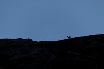 silhouette of a capricorn in the alps