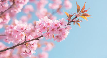 Cherry Blossoms with Pink Petals &ndash; Spring Bloom and Dreamy Sakura Branches under Azure Sky