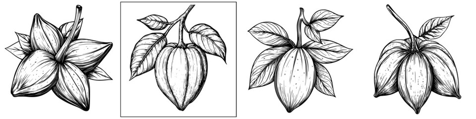Detailed botanical illustrations of a flowering plant with distinct blossoms and leaves from various angles