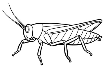 locust silhouette line art vector illustration with a white background