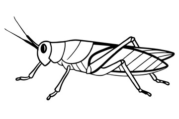 locust silhouette line art vector illustration with a white background