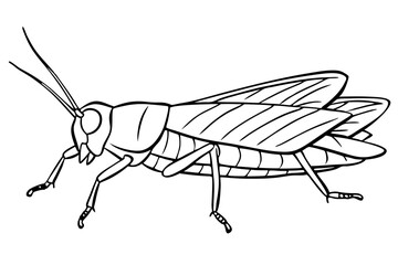 locust silhouette line art vector illustration with a white background