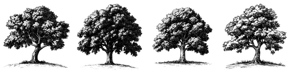 Various stages of tree growth depicted in four distinct silhouettes on a white background showcasing different sizes and shapes