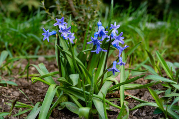Blooming blue flowers in springtime garden setting