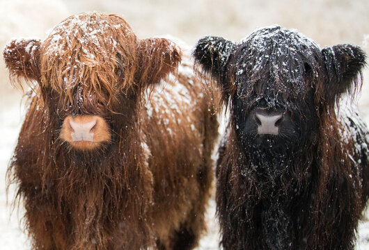 A brown and a black highland cow covered in snow standing side by side, Aberfoyle, Stirling, Scotland, UK