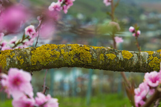 Closeup of yellow scales covered cherry tree branch with soft pink blossoms on blurred background. Blooming peach flowers and textured lichen moss covered fruit tree bark. Selective focus.