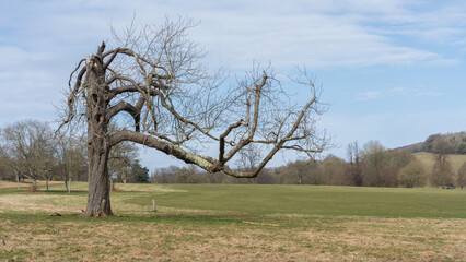 old tree in Stanmer park, sussex