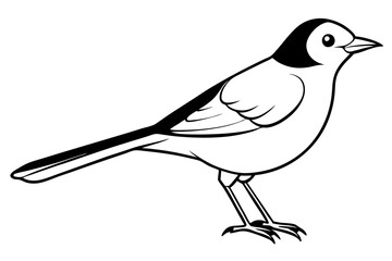 nightingale silhouette line art vector illustration with a white background
