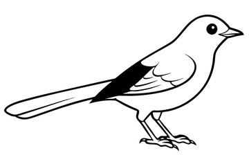 nightingale silhouette line art vector illustration with a white background