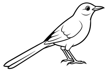 nightingale silhouette line art vector illustration with a white background
