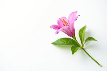 Naklejka premium Single flower with prominent stem and leaves isolated on a bright white surface, single, isolation