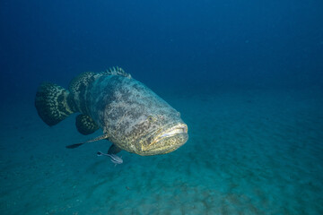 Goliath grouper on ocean floor