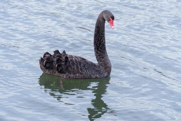 black swan on the river itchen at riverside park, southampton 