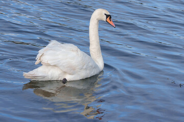 white swan on the River Itchen at Riverside Park, Southampton 